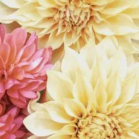 Soft Dahlias  20pk 206184