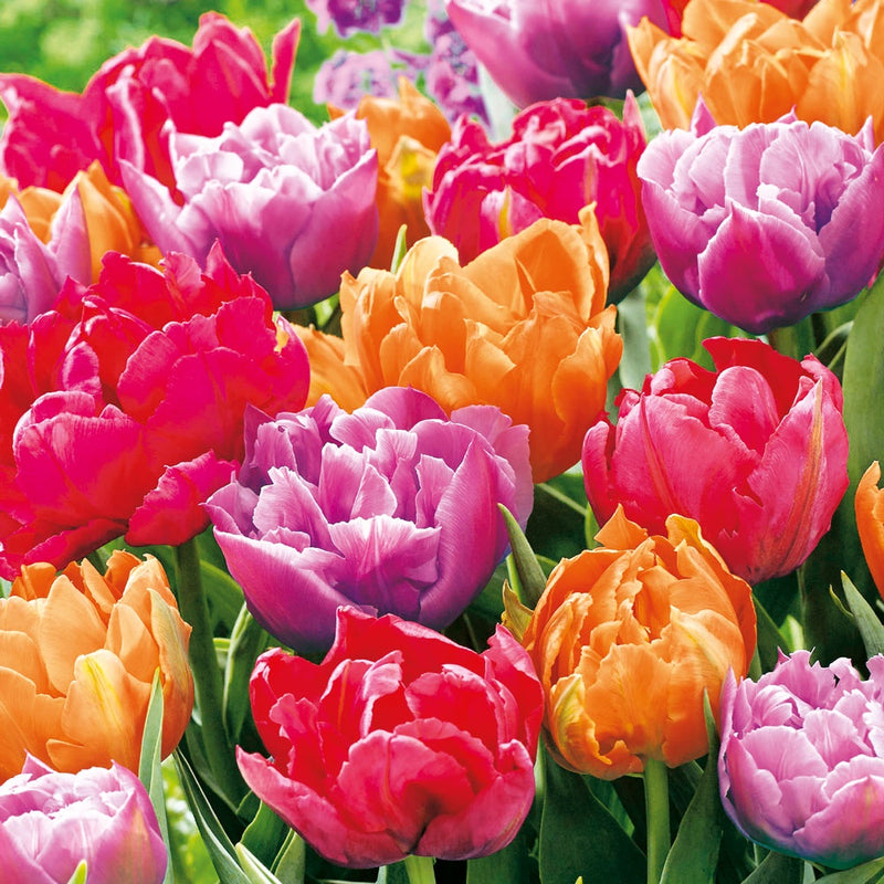 Design Napkins Tulip Blossoms &